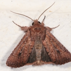 Dasygaster padockina (Tasmanian Cutworm) at Melba, ACT - 4 Feb 2021 by kasiaaus