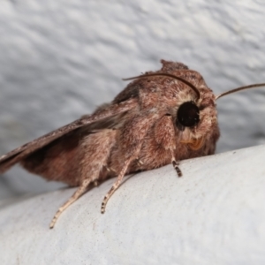 Dasygaster padockina at Melba, ACT - 5 Feb 2021