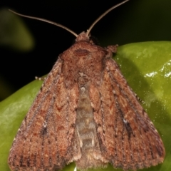 Dasygaster padockina at Melba, ACT - 5 Feb 2021