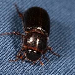 Acrossidius tasmaniae at Melba, ACT - 5 Feb 2021