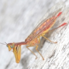 Mantispidae (family) (Unidentified mantisfly) at Kosciuszko National Park - 8 Feb 2021 by Harrisi