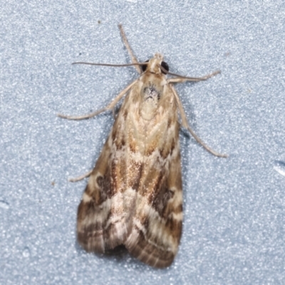 Hellula hydralis (Cabbage Centre Moth) at Melba, ACT - 5 Feb 2021 by kasiaaus