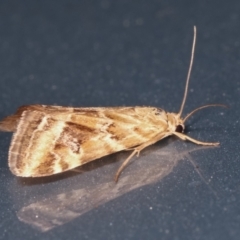 Hellula hydralis at Melba, ACT - 5 Feb 2021