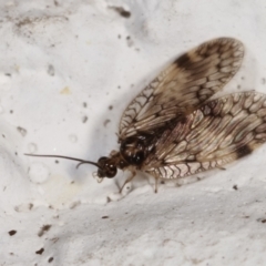 Carobius elongatus (Brown Lacewing) at Melba, ACT - 5 Feb 2021 by kasiaaus