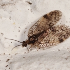 Carobius elongatus at Melba, ACT - 5 Feb 2021