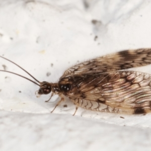 Carobius elongatus at Melba, ACT - 5 Feb 2021