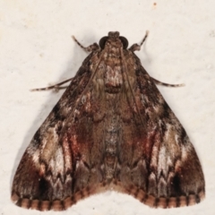 Salma cinerascens (A Pyralid moth) at Melba, ACT - 5 Feb 2021 by kasiaaus