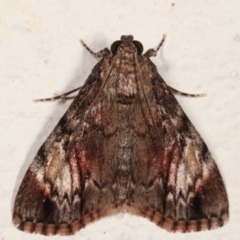 Salma cinerascens (A Pyralid moth) at Melba, ACT - 6 Feb 2021 by kasiaaus