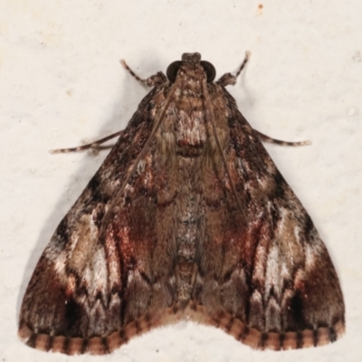 Salma cinerascens (A Pyralid moth) at Melba, ACT - 5 Feb 2021 by kasiaaus