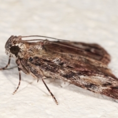 Salma cinerascens at Melba, ACT - 6 Feb 2021 12:36 AM