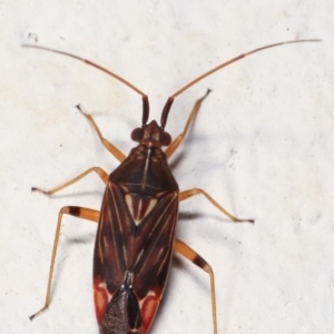 Miridae (family) at Melba, ACT - 5 Feb 2021