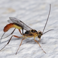 Ichneumonidae (family) (Unidentified ichneumon wasp) at Melba, ACT - 5 Feb 2021 by kasiaaus