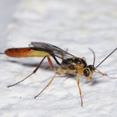 Ichneumonidae (family) at Melba, ACT - 5 Feb 2021 10:24 PM