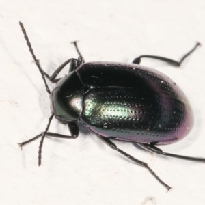 Chalcopteroides columbinus at Melba, ACT - 5 Feb 2021