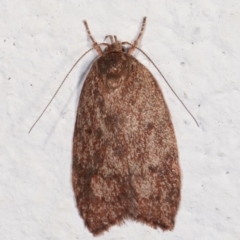 Garrha (genus) (A concealer moth) at Melba, ACT - 6 Feb 2021 by kasiaaus