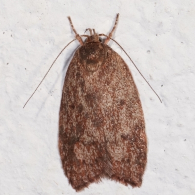 Garrha (genus) (A concealer moth) at Melba, ACT - 5 Feb 2021 by kasiaaus