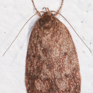Garrha (genus) at Melba, ACT - 6 Feb 2021