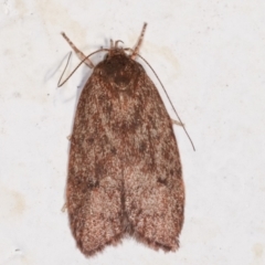 Garrha (genus) at Melba, ACT - 6 Feb 2021
