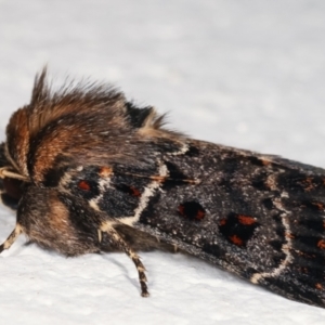 Proteuxoa sanguinipuncta at Melba, ACT - 5 Feb 2021