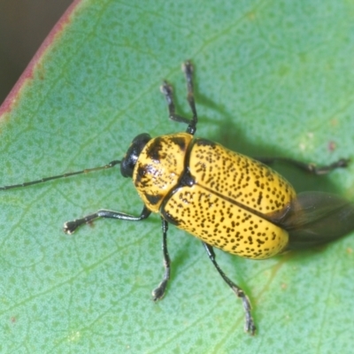 Aporocera (Aporocera) erosa (A leaf beetle) at Kosciuszko National Park, NSW - 8 Feb 2021 by Harrisi
