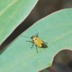 Aporocera (Aporocera) erosa at Kosciuszko National Park, NSW - 8 Feb 2021