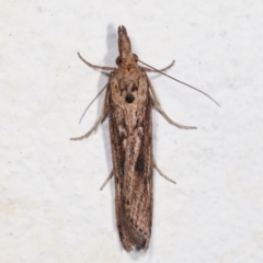 Faveria tritalis (Couchgrass Webworm) at Melba, ACT - 6 Feb 2021 by kasiaaus