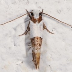 Monopis meliorella (Blotched Monopis Moth) at Melba, ACT - 5 Feb 2021 by kasiaaus