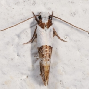 Monopis meliorella at Melba, ACT - 6 Feb 2021