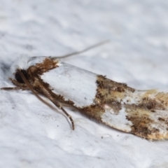 Monopis meliorella at Melba, ACT - 6 Feb 2021