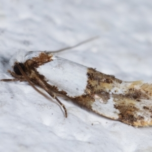 Monopis meliorella at Melba, ACT - 6 Feb 2021