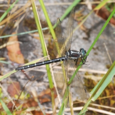 Eusynthemis guttata (Southern Tigertail) at Kosciuszko National Park - 8 Feb 2021 by Harrisi