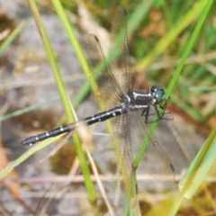 Eusynthemis guttata at Kosciuszko National Park, NSW - 8 Feb 2021