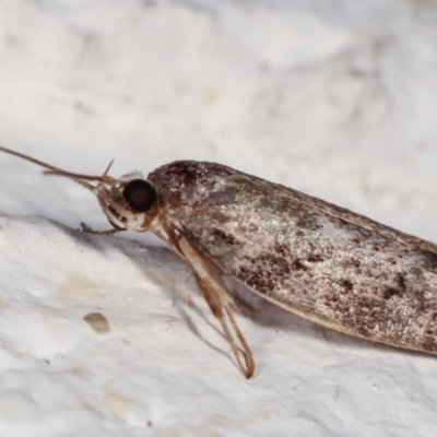 Philobota philostaura (A Concealer moth (Philobota group)) at Melba, ACT - 6 Feb 2021 by kasiaaus