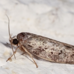 Philobota philostaura at Melba, ACT - 6 Feb 2021