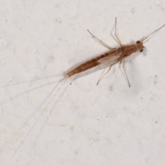 Ephemeroptera (order) at Melba, ACT - 6 Feb 2021 12:27 AM