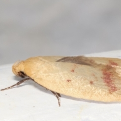 Heteroteucha occidua (A concealer moth) at Melba, ACT - 6 Feb 2021 by kasiaaus