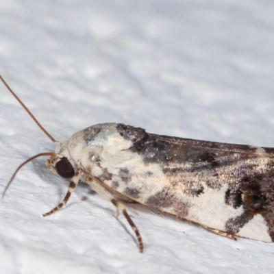Acontia nivipicta (Blotched Shoulder) at Melba, ACT - 6 Feb 2021 by kasiaaus