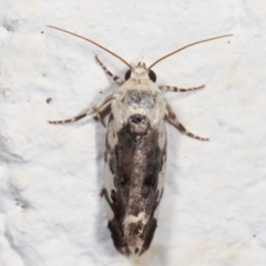 Acontia nivipicta at Melba, ACT - 6 Feb 2021