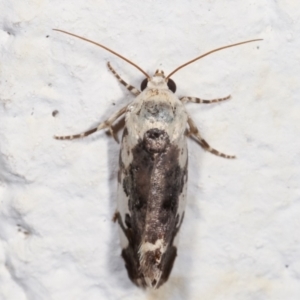 Acontia nivipicta at Melba, ACT - 6 Feb 2021