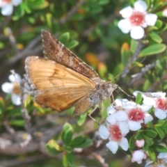 Chrysolarentia cataphaea (Plain Mountain Carpet) at Kosciuszko National Park - 8 Feb 2021 by Harrisi