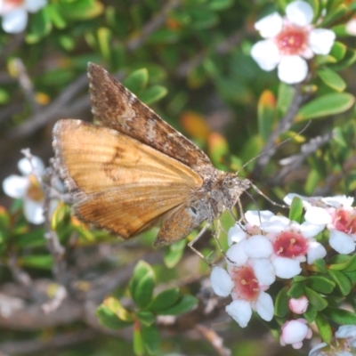 Chrysolarentia cataphaea (Plain Mountain Carpet) at Kosciuszko National Park - 8 Feb 2021 by Harrisi