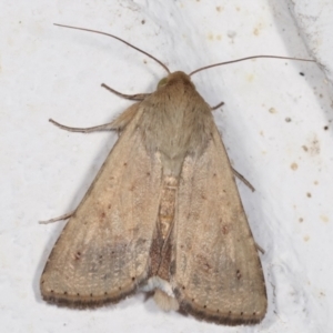 Helicoverpa (genus) at Melba, ACT - 6 Feb 2021