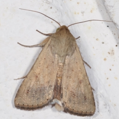 Helicoverpa (genus) (A bollworm) at Melba, ACT - 5 Feb 2021 by kasiaaus