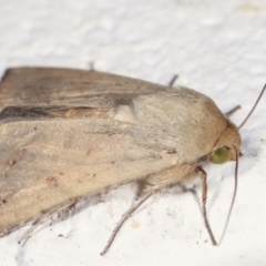 Helicoverpa (genus) at Melba, ACT - 6 Feb 2021 12:22 AM