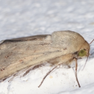 Helicoverpa (genus) at Melba, ACT - 6 Feb 2021