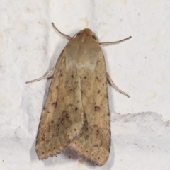 Helicoverpa (genus) (A bollworm) at Melba, ACT - 5 Feb 2021 by kasiaaus