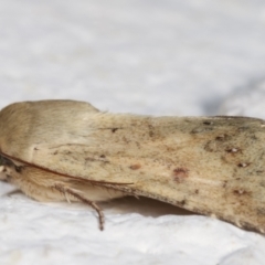 Helicoverpa (genus) at Melba, ACT - 6 Feb 2021 12:24 AM