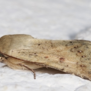 Helicoverpa (genus) at Melba, ACT - 6 Feb 2021