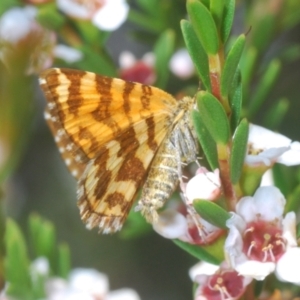 Chrysolarentia chrysocyma at Kosciuszko National Park, NSW - 8 Feb 2021