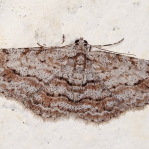 Didymoctenia exsuperata at Melba, ACT - 6 Feb 2021 12:22 AM